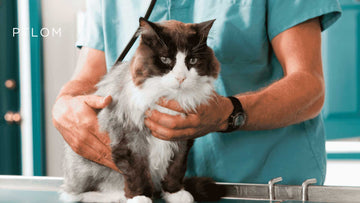 12-Month Cat Wellness Checklist: Keep Your Cat Healthy All Year Long - PTLOM
