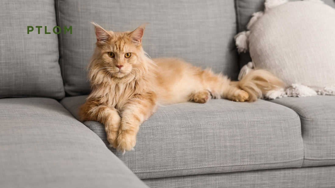2026 Best Litter Box for Big Cats