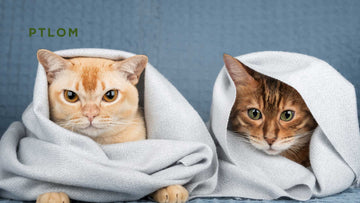 Is It Okay to Have Just 2 Litter Boxes for 4 Cats?