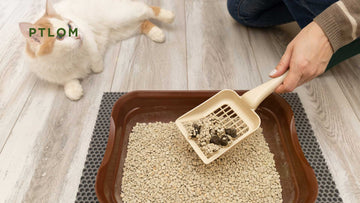 Best Odor-Control Cat Litter Box in 2026 - PTLOM