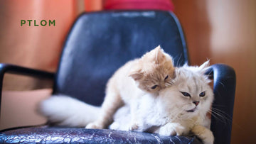 How Old Is My Cat in Human Years? - PTLOM