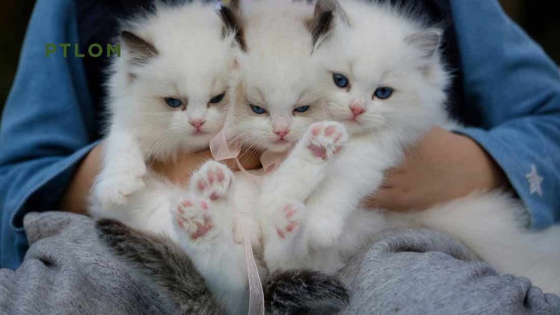 How to Tell If Your Cat Really Loves You - PTLOM