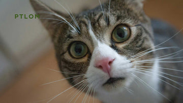 Do Cats Really Care If Their Litter Box is  Covered or uncovered ?