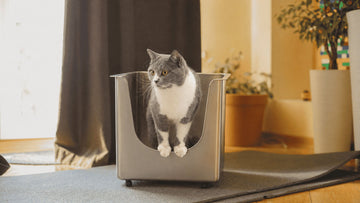 Common Cat Litter Box Problems Solved