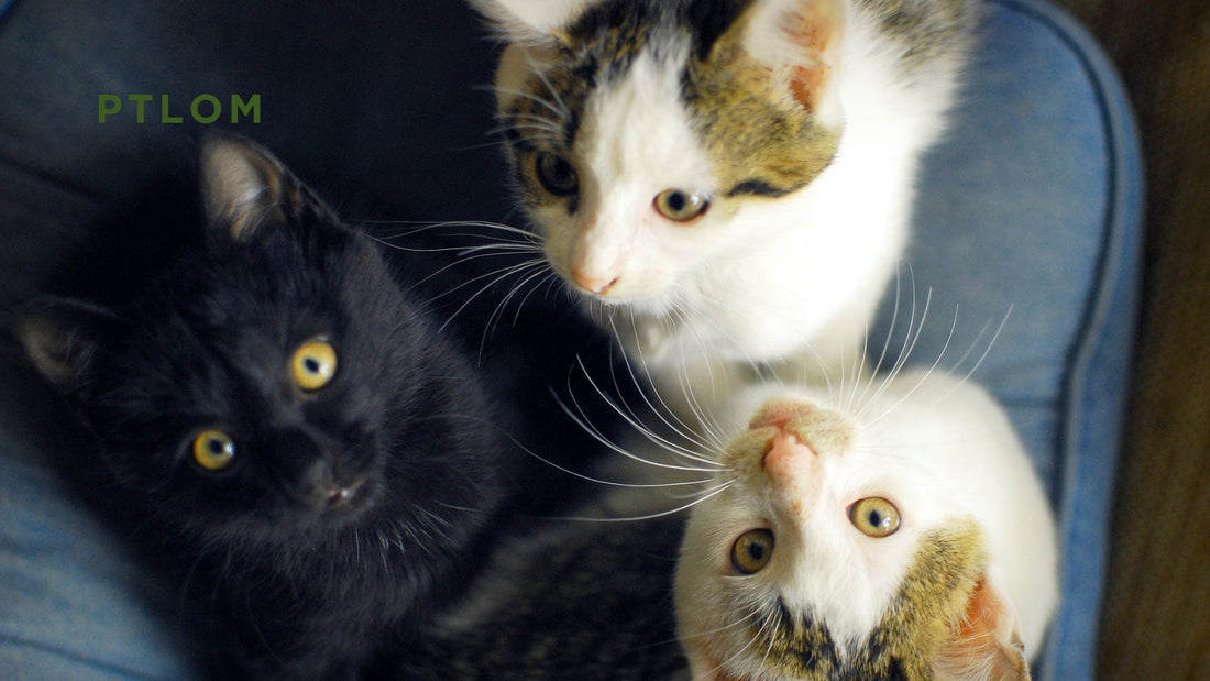 Do Cats Share Litter Boxes?