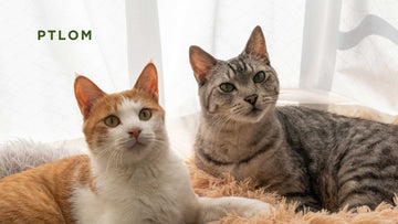 Funny Cat Names Guide - PTLOM