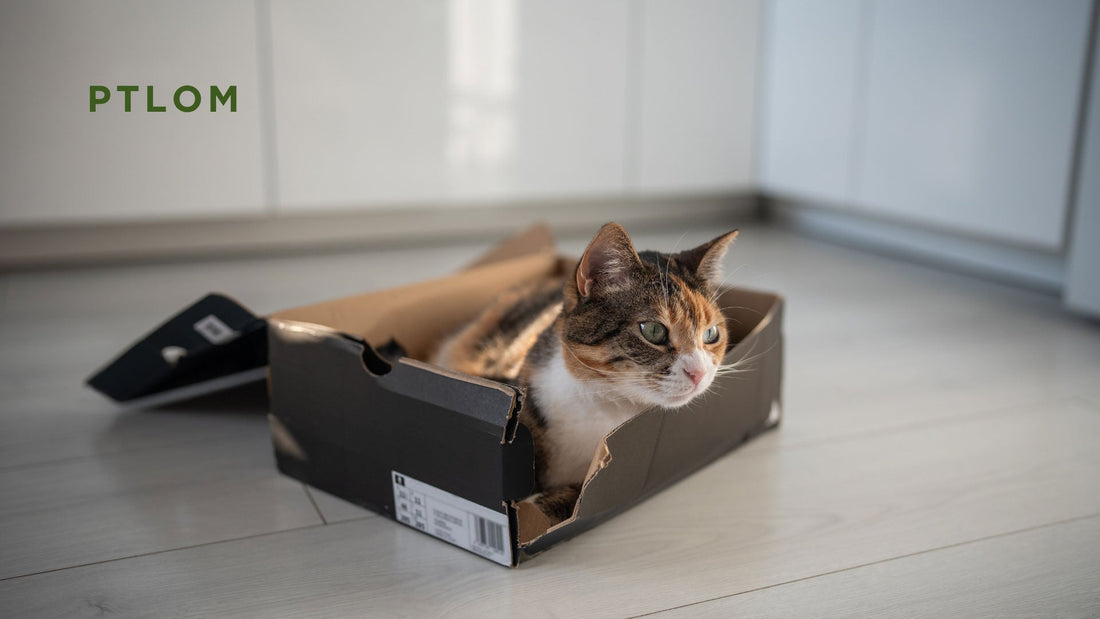 High-Sided, Low-Entry Litter Box: The Best Choice for Senior Cats - PTLOM