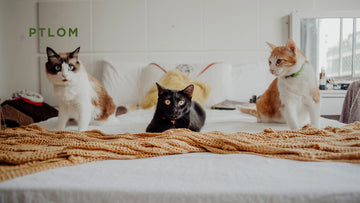 How Many Litter Boxes Do You Need with Multiple Cats?