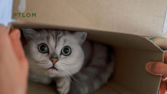 How Much Cat Litter Should You Put in the Litter Box?