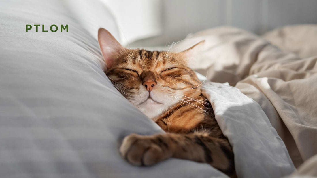How Much Do Cats Sleep?