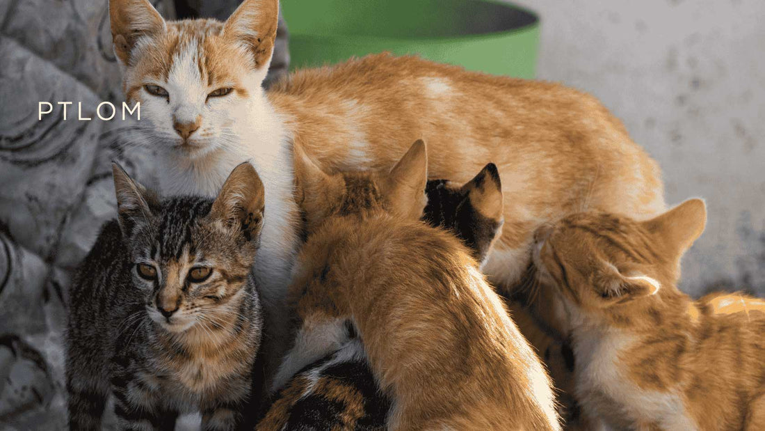 How Multi-Cat Households Can Save Money？ - PTLOM