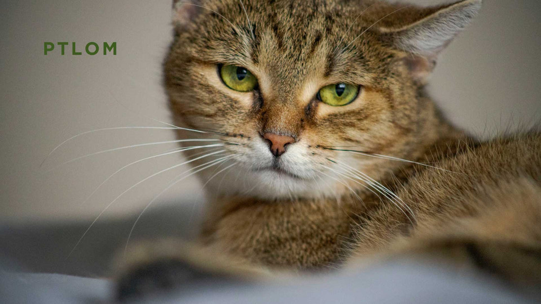 How to Fix Litter Box Problems in Senior Cats: Help Your Old Buddy Go Back to the Box