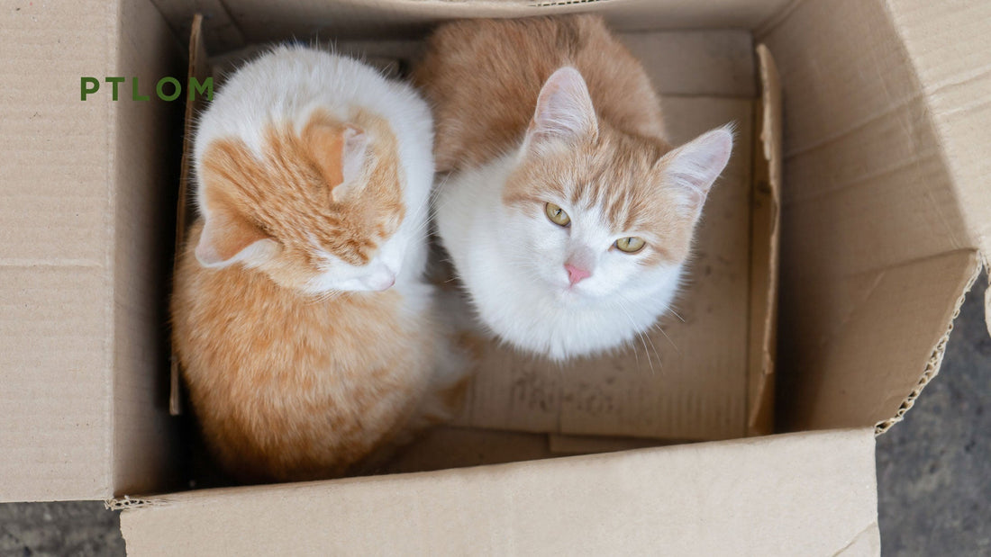 How to Keep Dogs Out of the Litter Box