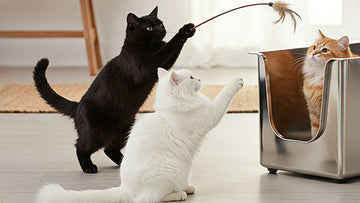 How to Make Your Stainless Steel Litter Box Quiet？ - PTLOM