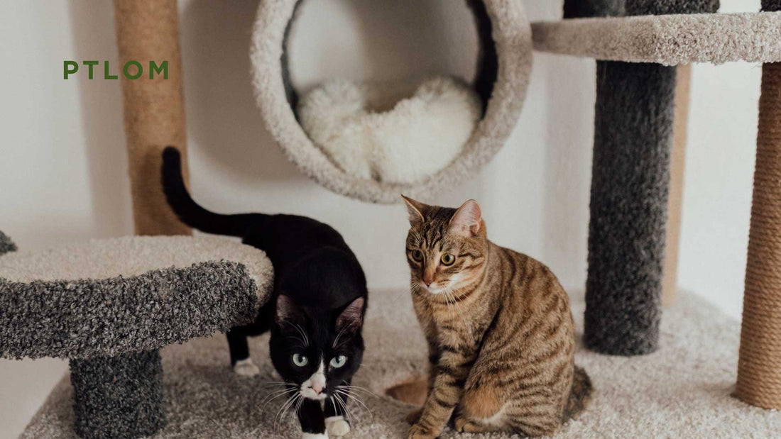 How to Properly Clean Cat Pee Stains - PTLOM