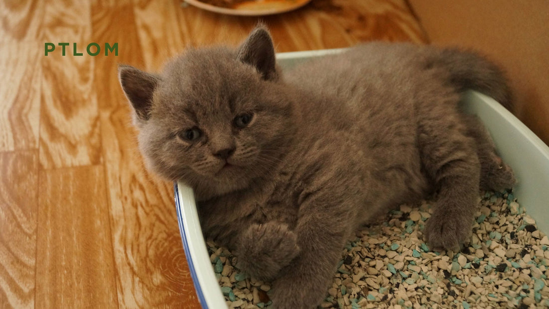 How to Stop Cat Litter from Going Everywhere