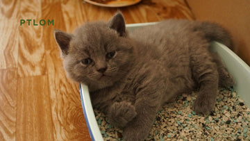 How to Stop Cat Litter from Going Everywhere
