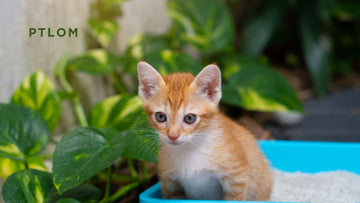 How to Get Rid of Cat Pee and Its Smell for Good: A Cat Parent’s Practical Guide - PTLOM