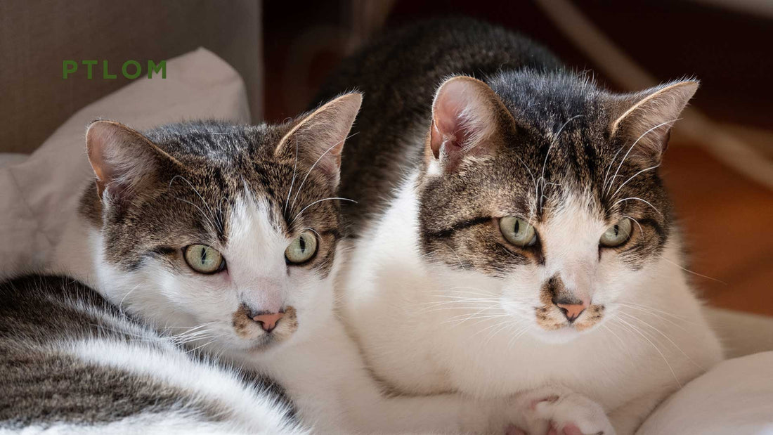 Best Litter Boxes for Homes with Multiple Cats