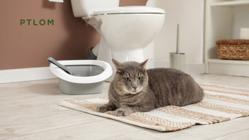 Is Your Cat Peeing Outside the Litter Box? - PTLOM