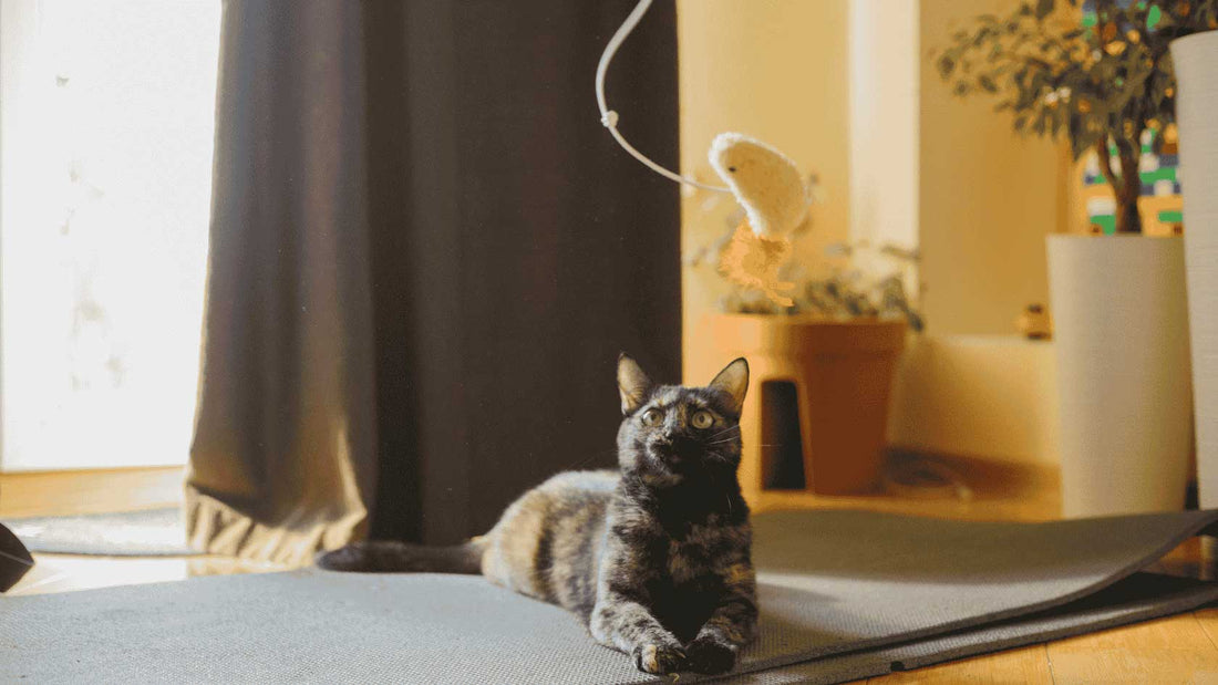 My Cat Is Peeing Outside the Litter Box—What Do I Do? - PTLOM