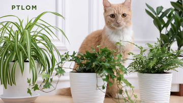 Plants You Should Avoid If You Have Cats - PTLOM
