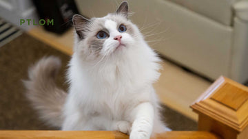 Self-Cleaning Litter Boxes: The Real Problems You Need to Know Before Buying