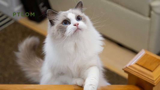 Self-Cleaning Litter Boxes: The Real Problems You Need to Know Before Buying