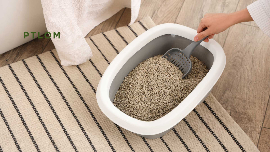 The Hidden Dangers of a Dirty Litter Box: 5 Serious Health Risks for You and Your Cat (Updated) - PTLOM