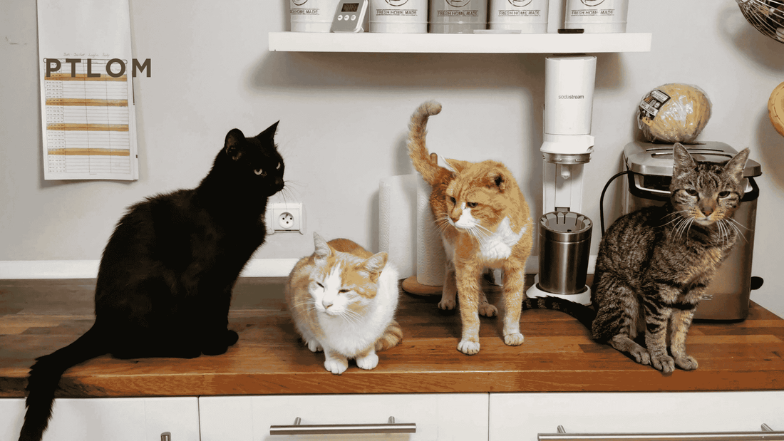 Ultimate Guide to the World's Most Popular Cat Breeds in 2025 - PTLOM