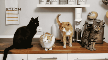 Ultimate Guide to the World's Most Popular Cat Breeds in 2025 - PTLOM