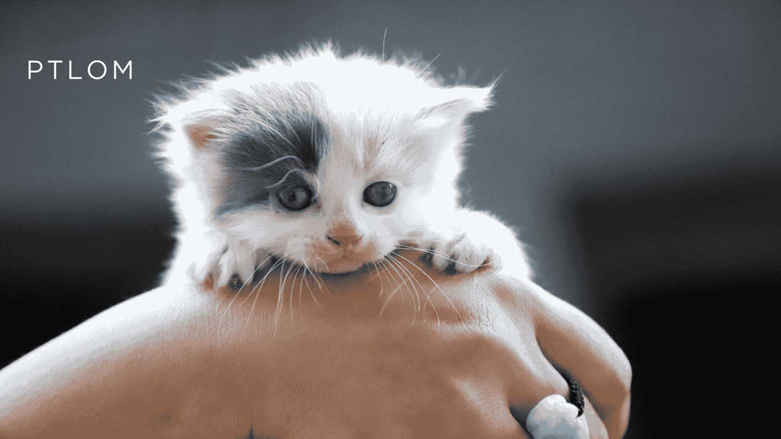 Vet-Approved Essentials for Your New Kitten: The Complete New-Owner Guide - PTLOM