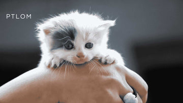 Vet-Approved Essentials for Your New Kitten: The Complete New-Owner Guide - PTLOM