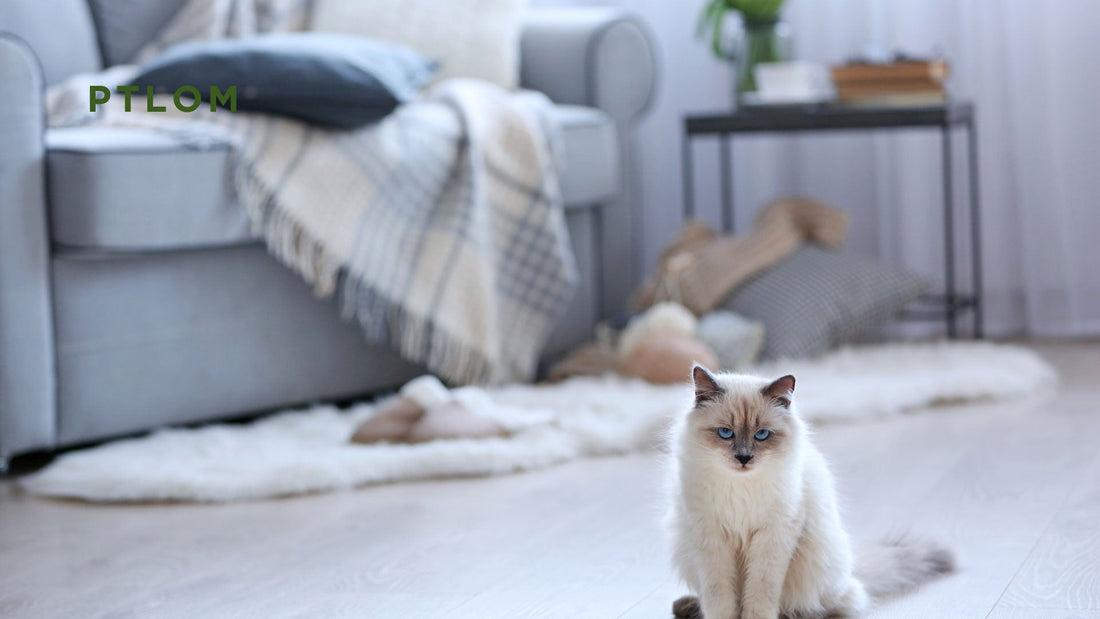 Where Should I Put the Litter Box?