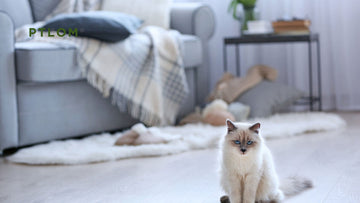 Where Should I Put the Litter Box?